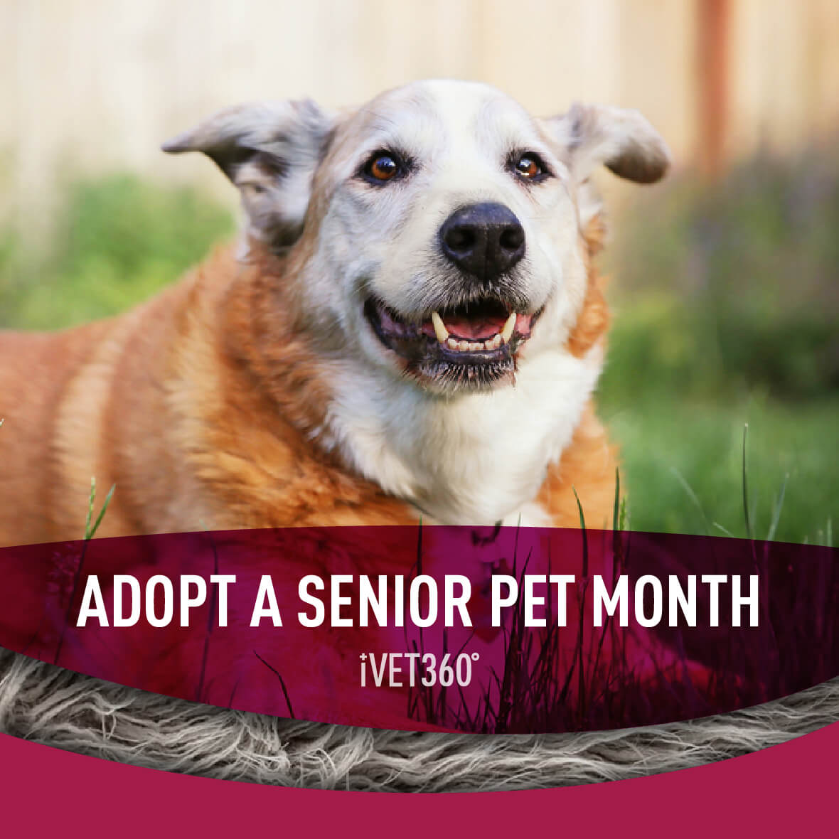 adopt-a-senior-pet-month-pet-holiday-pets-adoption