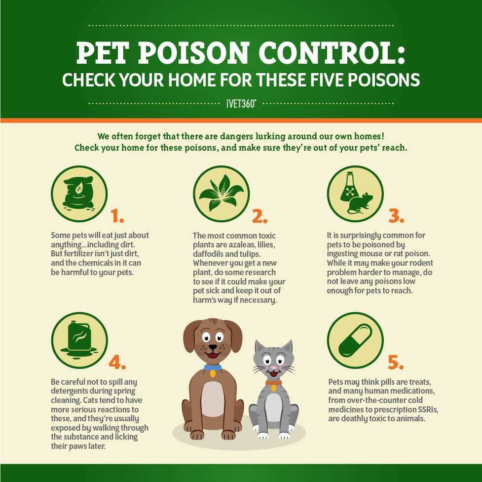 Pet Poison Prevention Infographic | Pet poison, Pet poison prevention ...