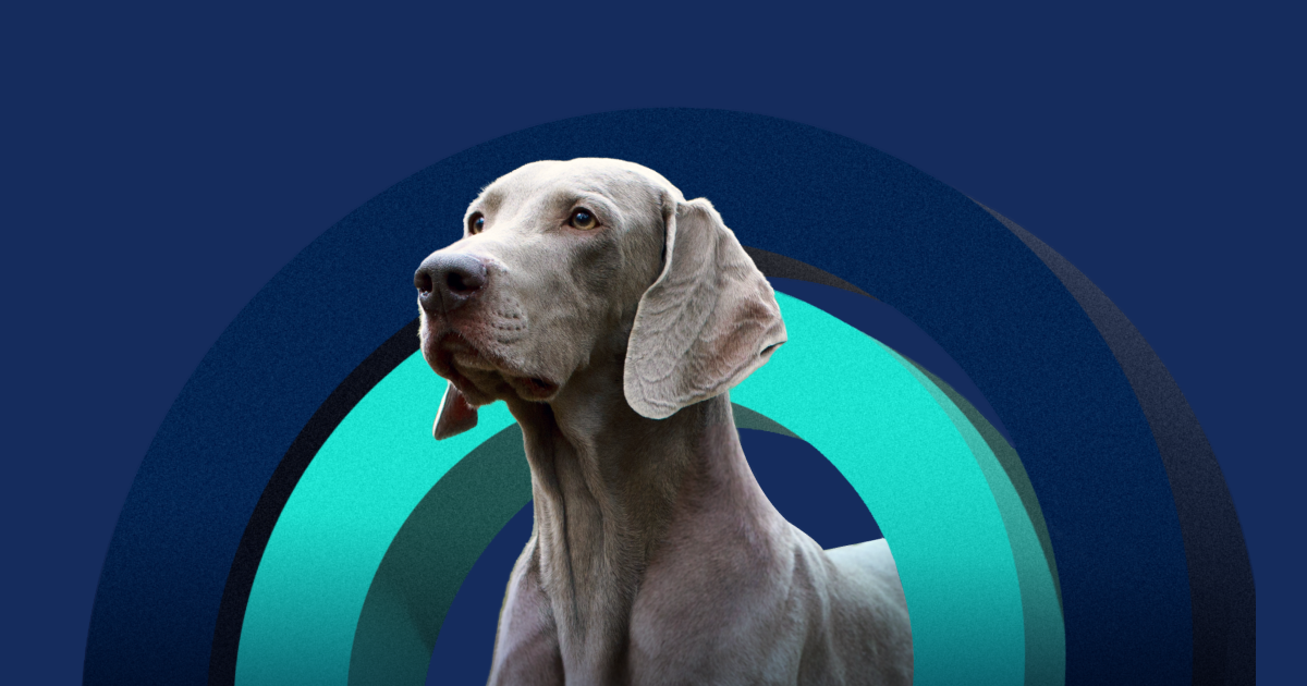 Best Veterinary Marketing + Veterinary Practice Business Solutions